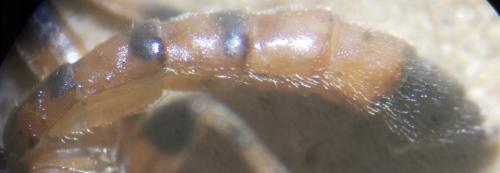 Schizopyga circulator
